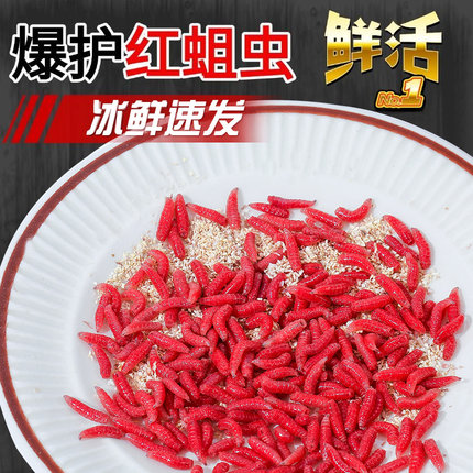鲜活红蛆虫活饵红虫鱼饵户外野钓鲫鱼饵料溪流马口爆护饵红曲虫