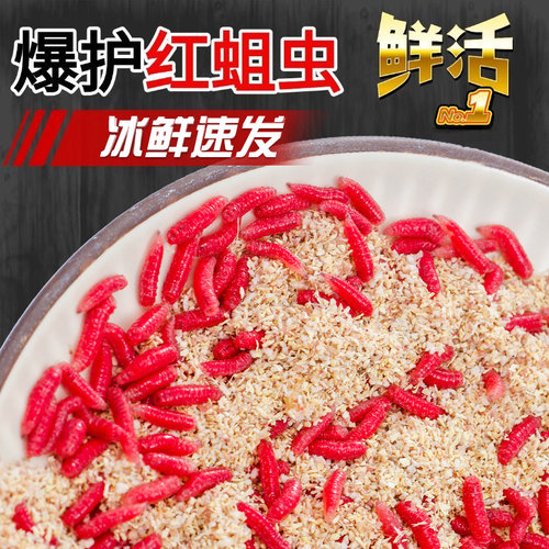 鲜活红蛆虫活饵鱼饵野钓神饵