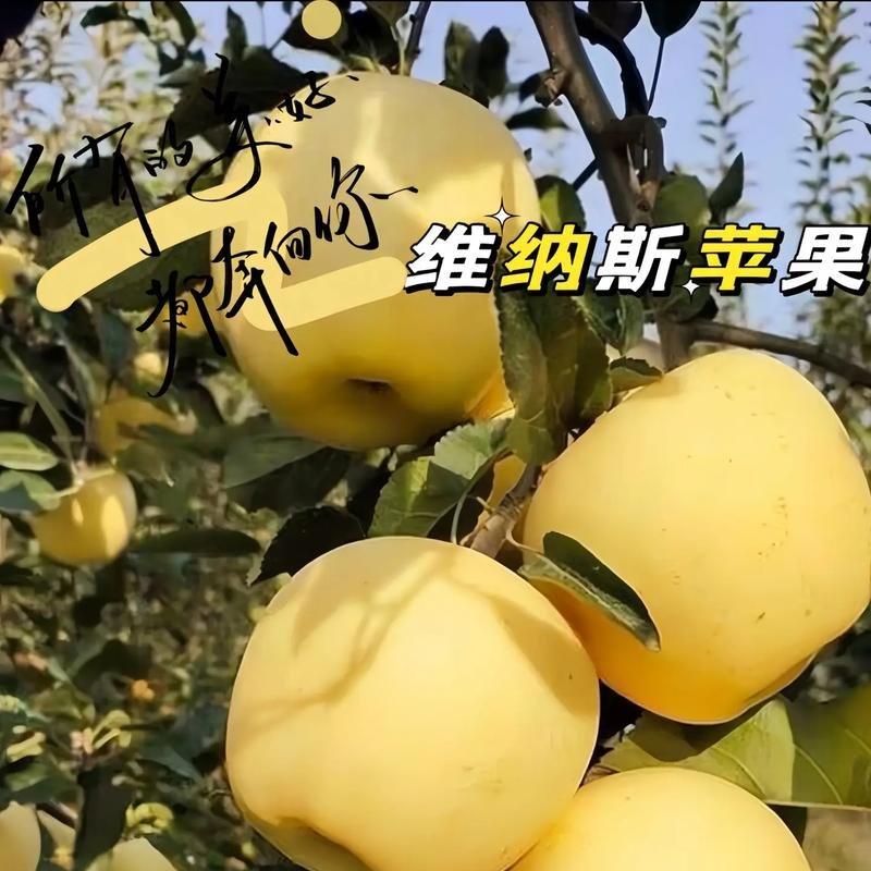 新鲜采摘甘肃正宗优选新鲜维拉斯黄金苹果脆甜爆汁优惠来袭