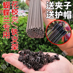 蝴蝶兰支架支撑杆造型架子园艺花卉花枝夹子蔓藤爬藤植物固定夹子