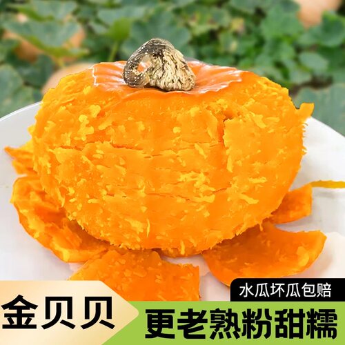 山东金贝贝板栗味小南瓜宝宝辅食