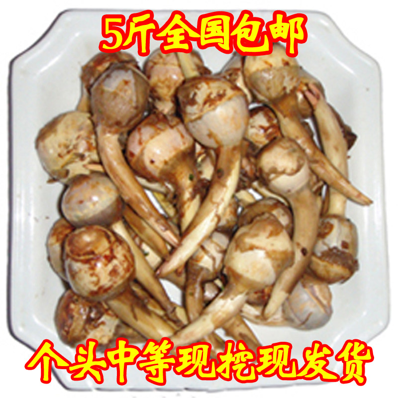 下市了茨菇新鲜蔬菜淮安圆茨菇芽菇燕尾草白慈菇2500g(中等)