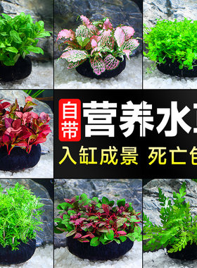 新手懒人造景红波坨草水榕真草