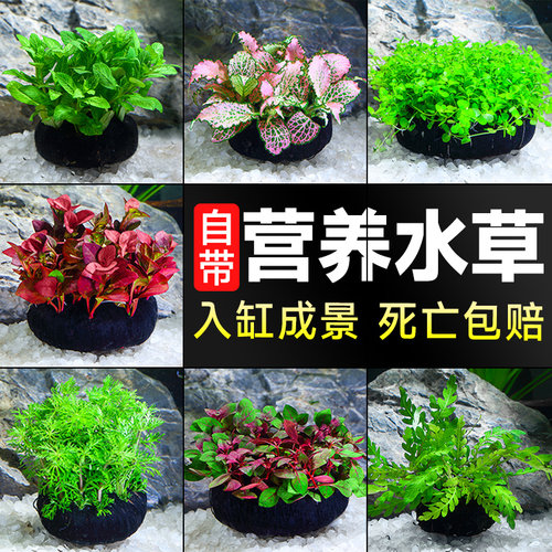 新手懒人造景红波坨草水榕真草