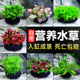 鱼缸水草植物阴性生态水培新手懒人造景绿菊红波坨草套餐水榕真草