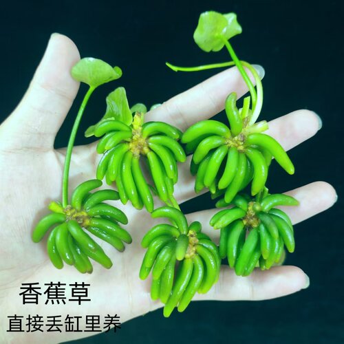 大香蕉水草鱼缸前景装饰造景