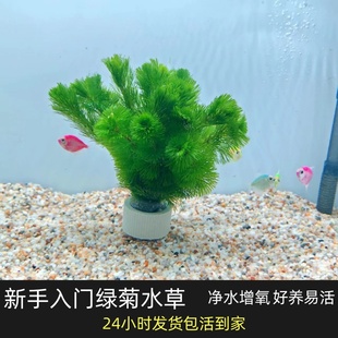 绿菊水草植物鱼缸坨草造景阴性真水草增氧净化水质古法溪流原生缸