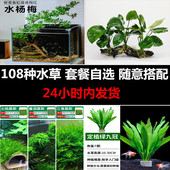 鱼缸造景水草植物水榕沉木大叶绿九冠新手套餐小水兰阴性草水杨梅