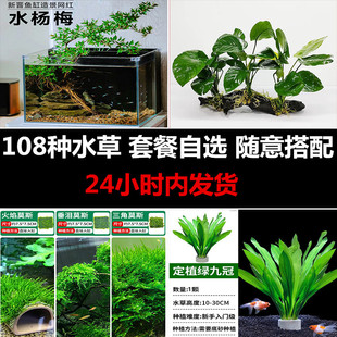 鱼缸造景水草植物水榕沉木大叶绿九冠新手套餐小水兰阴性草水杨梅