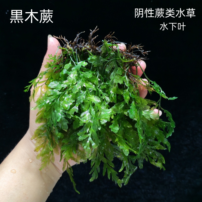 黒木蕨丹麦细叶铁皇冠水草缸造景