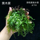 黒木蕨丹麦细叶铁皇冠鱼缸草缸沉木造景水草蕨类淡水好养水下叶