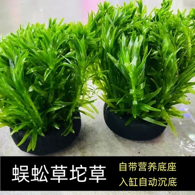 水草植物养鱼坨草净化水质