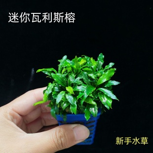 迷你瓦利斯榕鱼缸造景粘石头沉木水草新手入门阴性好养活水榕水草