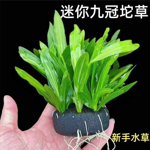 迷你九冠坨草鱼缸造景好养净水