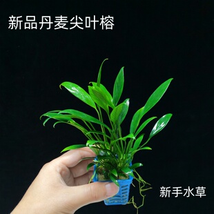 泰国迷你丹麦尖叶榕鱼缸草缸沉木造景水榕好养淡水阴性新手水草