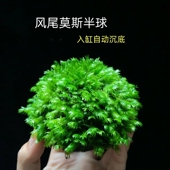 凤尾莫斯半球沉木鱼缸装 饰造景阴性懒人水草凤尾沉石活体定值植物