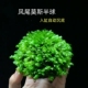 凤尾莫斯半球沉木鱼缸装 饰造景阴性懒人水草凤尾沉石活体定值植物