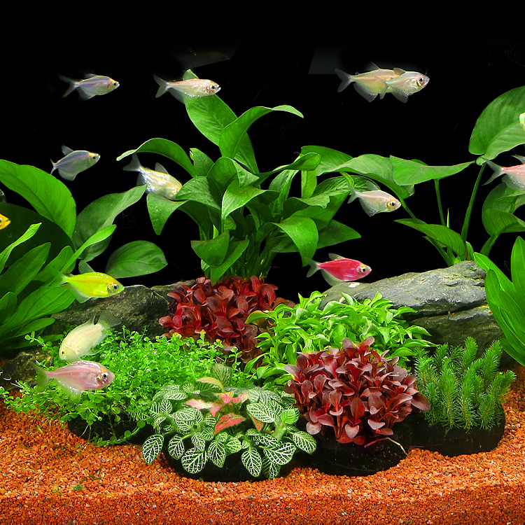 水草植物真活体增氧阴性淡水鱼草