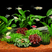 鱼缸水草植物真草活体增氧阴性淡水鱼草新手懒人水榕造景水培坨草