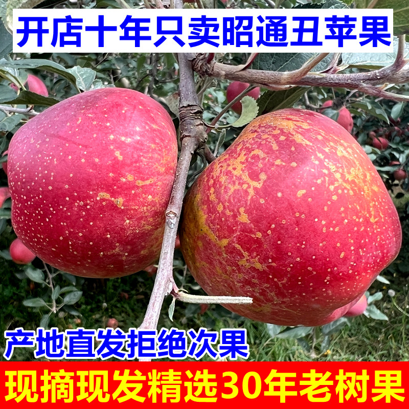 云南昭通丑苹果高山老树冰糖心红富士苹果现摘当季新鲜10水果包邮