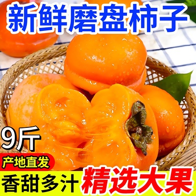 河北正宗磨盘大柿子现摘现发