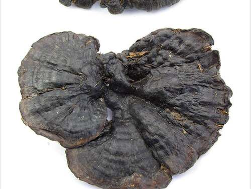 黑灵芝 长白山非野生黑色灵芝紫灵芝 500g包邮 中药材农产品