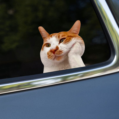 猫咪表情包搞笑贴纸撕掉不留胶