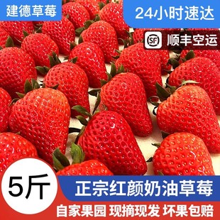 顺丰包邮！杭州建德新鲜红颜奶油甜草莓礼盒装应季生鲜水果无农药