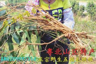 新挖 粤北翁源野生五指毛桃根 香气浓煲汤靓500克汤料 晒干货