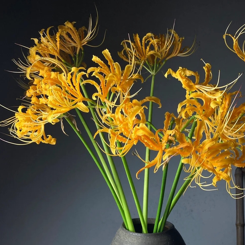 忽地笑黄色彼岸花球根可水培易种