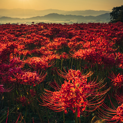 彼岸花球根素材模板 彼岸花球根图片下载 小麦优选