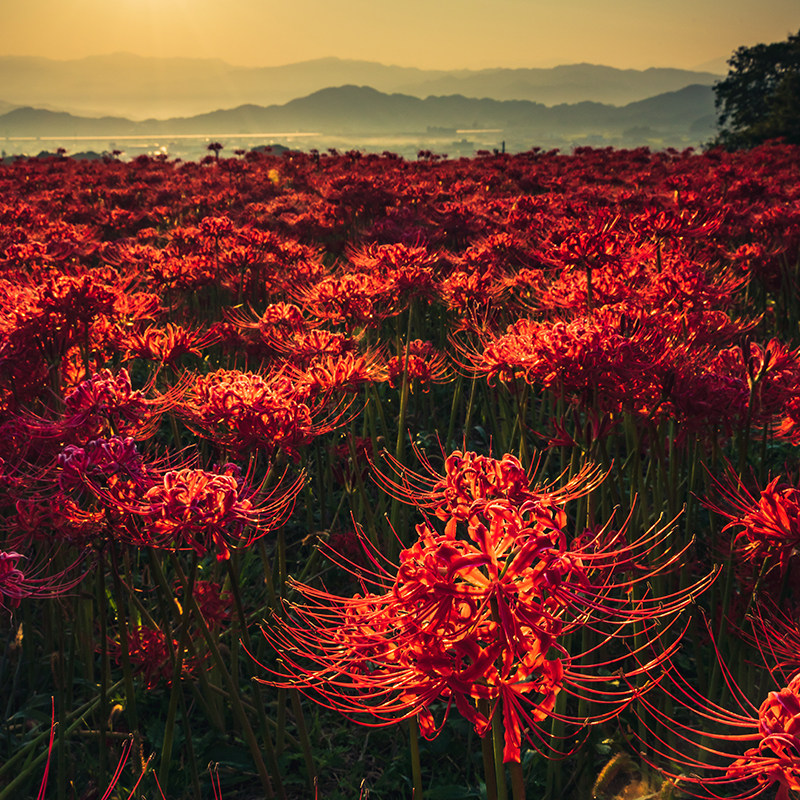 彼岸花球根素材模板 彼岸花球根图片下载 小麦优选