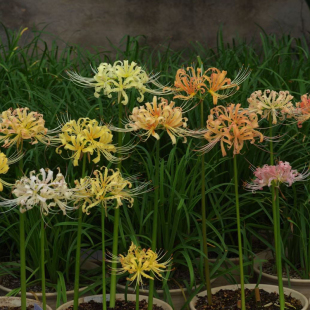 任选6件 混色石蒜球根红色彼岸花多季 节种植曼珠沙华种子 68元