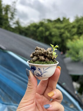 小火推荐藤三七小微盆景室内茶台绿植根块庭院爬藤盆栽山野草摆件