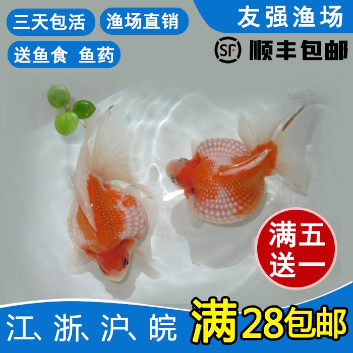 观赏鱼金鱼活体/精品红白黑白珍鱼