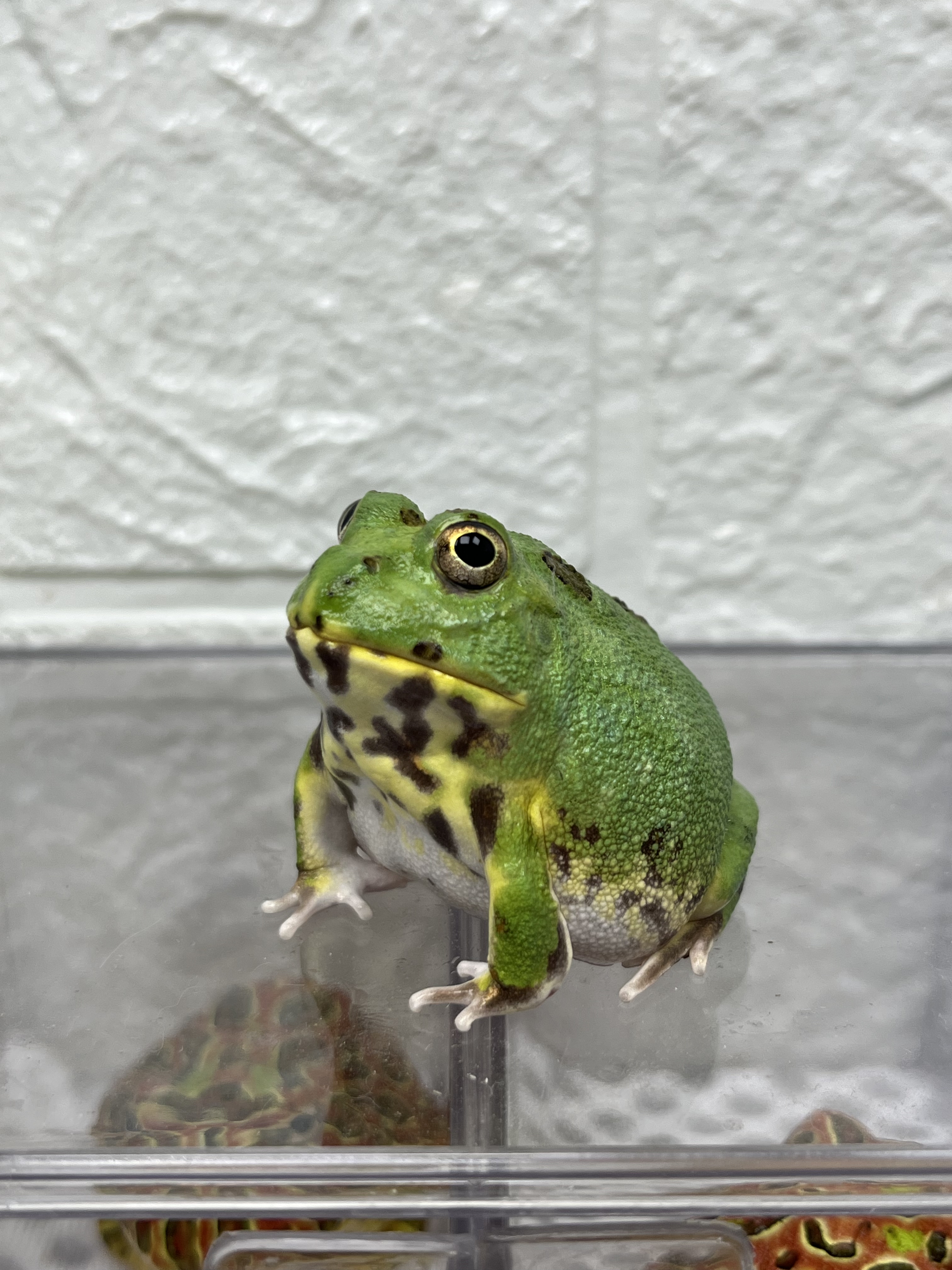 上新波子角蛙幼体3厘米左右原色未发色波子宠物角蛙绿波双色波子