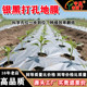 定制带洞眼农用塑料薄膜蔬菜双色打孔地膜银黑地膜草莓辣椒西红柿
