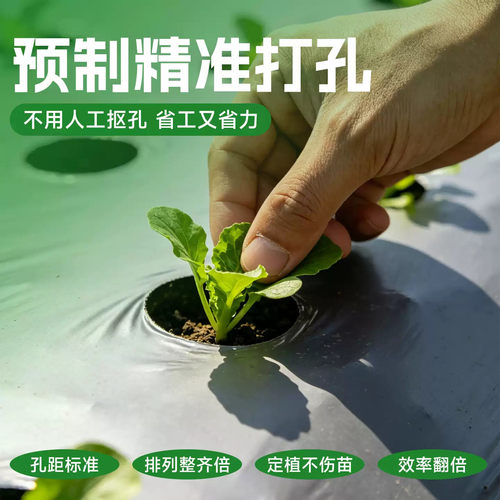 农用打孔地膜辣椒种菜种植专用银黑双色有洞带孔开孔防草免开洞膜