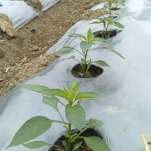 农用打孔地膜辣椒蔬菜瓜果番茄银黑双色有孔带眼开孔防草免开洞膜