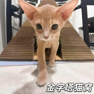 【咪咪法老莅临金字塔】三角立体猫窝通风透气隐蔽小窝加厚猫抓板