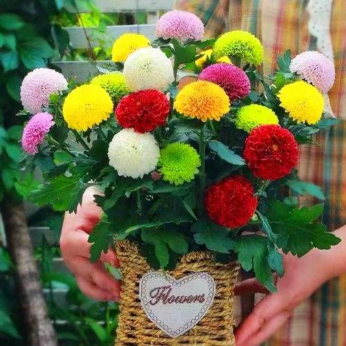 菊花多季节开花带花苞