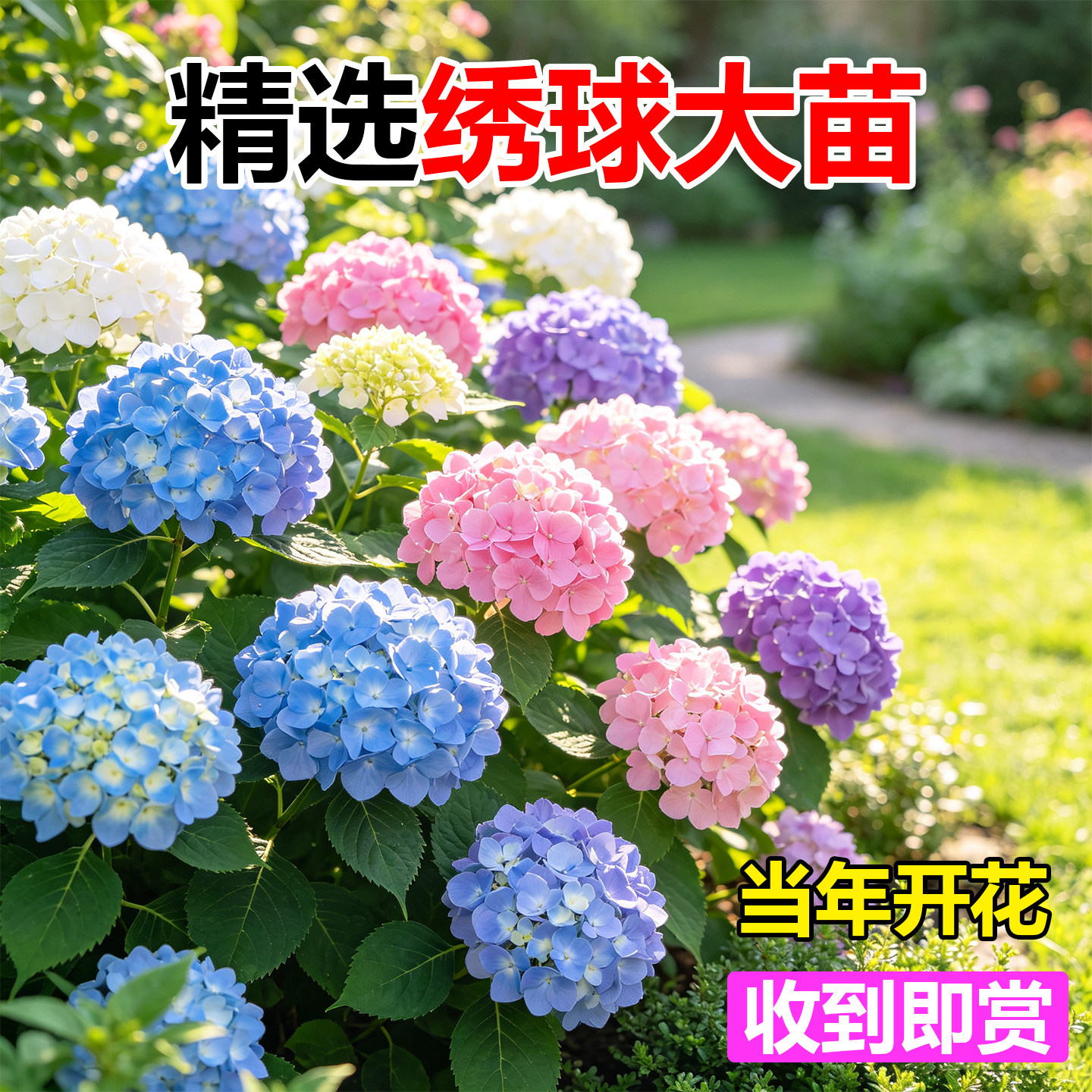 无尽夏绣球花苗盆栽四季花卉三河千鸟阳台庭院室外耐寒耐热万华镜