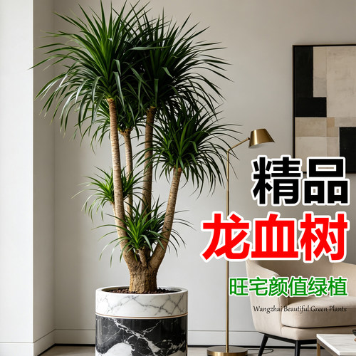 龙血树龙须树旺宅客厅盆栽