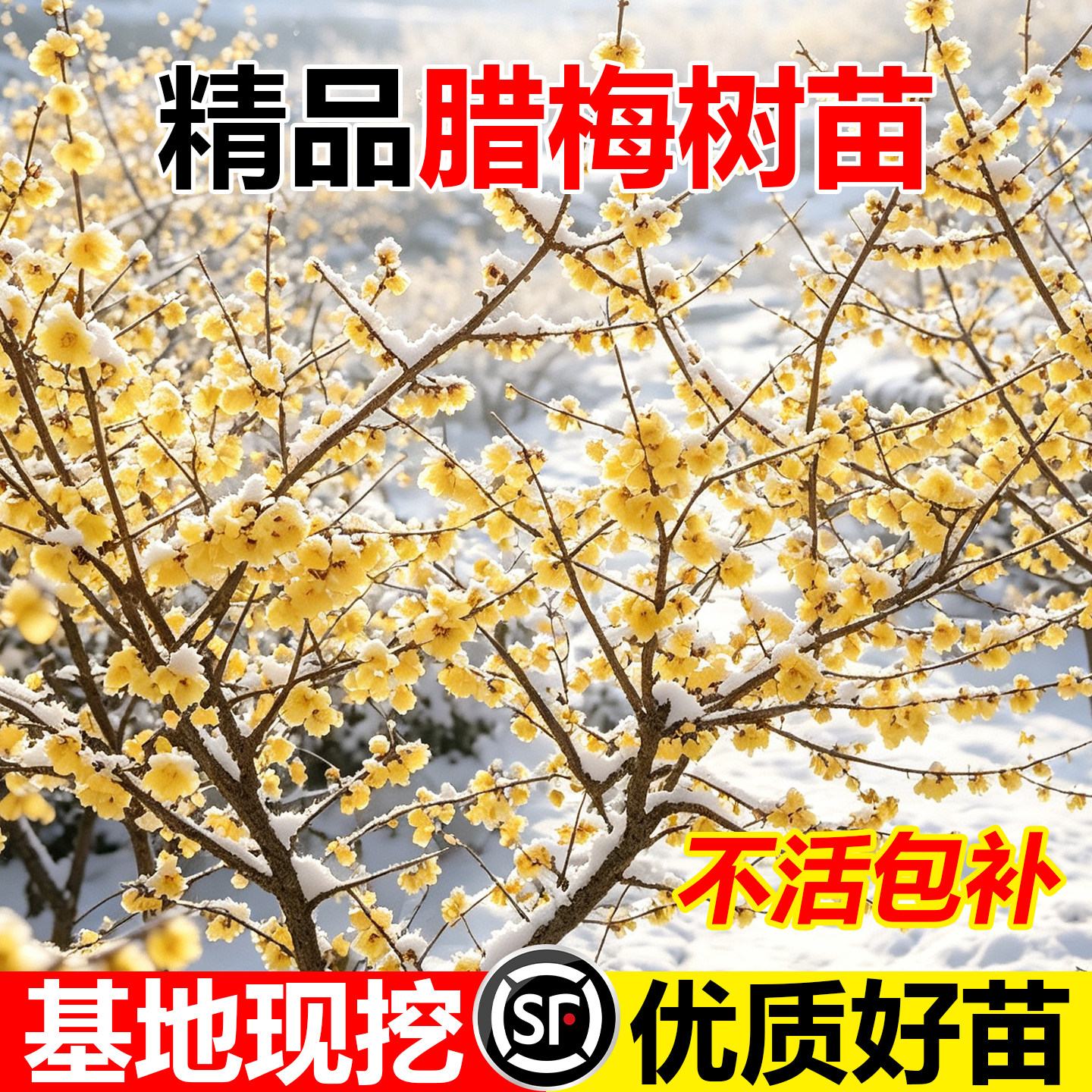 腊梅花树苗地载盆栽丛生庭院风景树梅矮化老桩耐寒红原生素心蜡梅图片