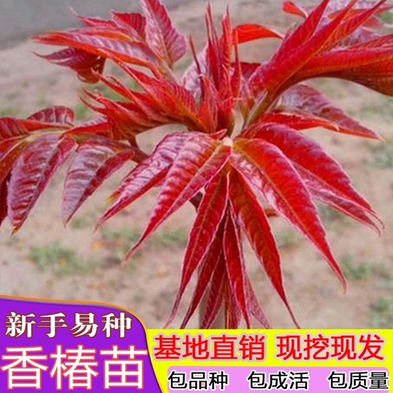 红芽香椿盆栽地栽南方北方当年摘