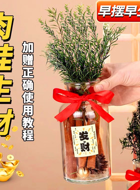 肉桂生财瓶摆件招财聚玻璃瓶花瓶diy材料客财厅位乔迁新居搬家用