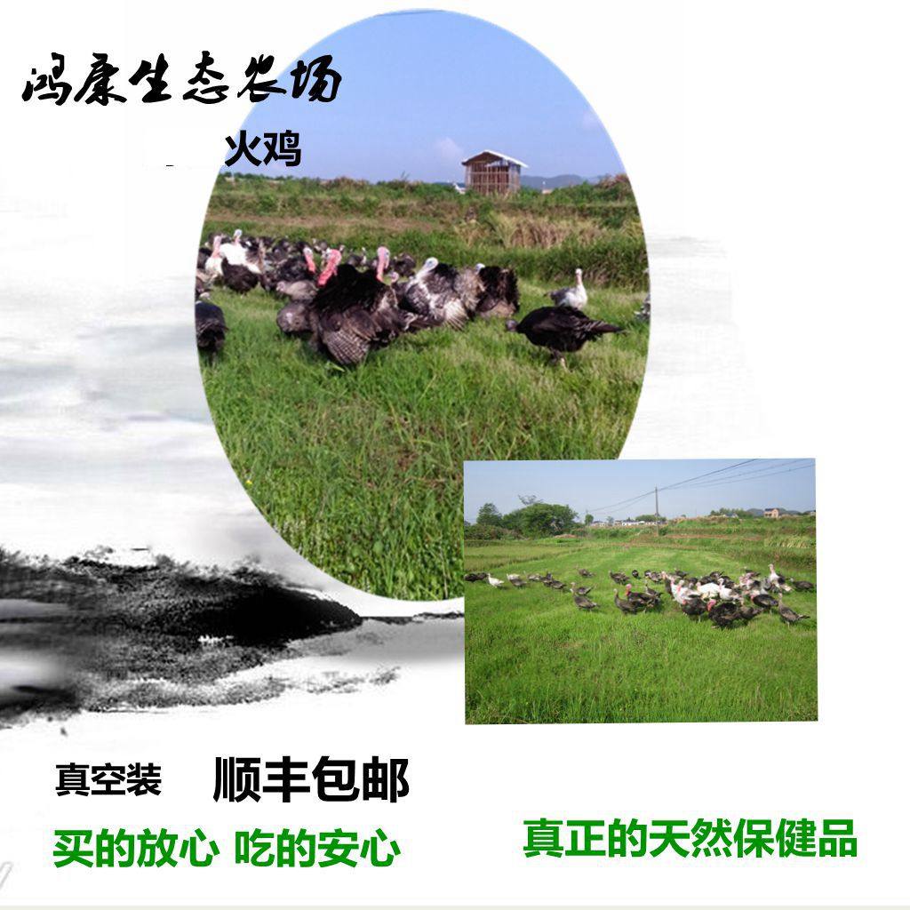 生火鸡整只 圣诞节火鸡 感恩节火鸡 火鸡肉新鲜整只 火鸡整只包邮