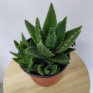 斗南绿植盆栽店不夜城小芦荟室内养眼简单易养活昆明包邮原土发货