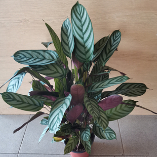 斗南绿植盆栽吸甲醛飞羽竹芋大盆栽书房客厅卧室办公室昆明发货