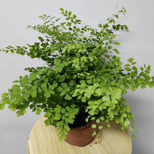 斗南绿植盆栽店铁线蕨室内护眼吸甲醛净化空气昆明原土包邮发货
